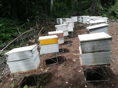 Confirman que muerte de más de cinco millones de abejas se debió a intoxicación con Fipronil y Trifloxistrobina