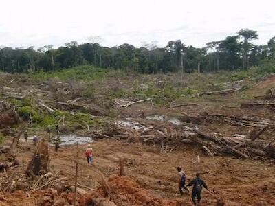 Constatan impresionante deforestación en Amazonía peruana