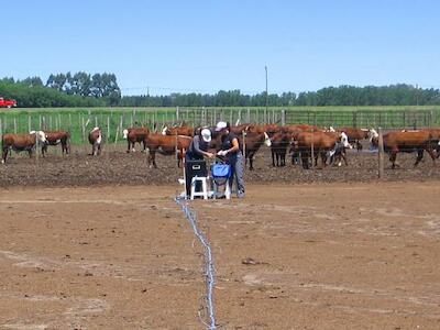 Contaminación en feedlots: del corral a las napas