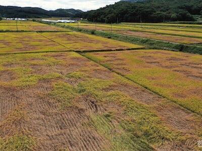 La plaga del saltamontes marrón ha puesto de relieve la vulnerabilidad del sector agrícola de Corea del Sur a las condiciones climáticas extremas.