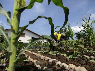 Crece red agroecológica en el valle de Autlán; suman más de 35 huertos familiares