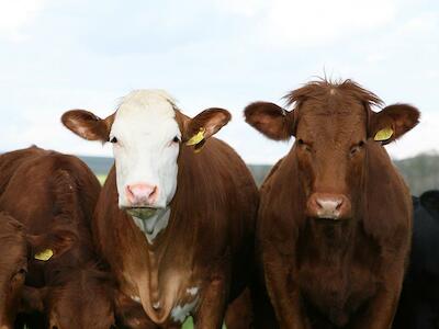 Cría, producción y venta de carne pastoril