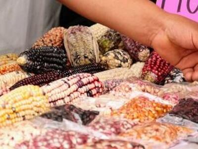 Criminalización de los campesinos mexicanos
