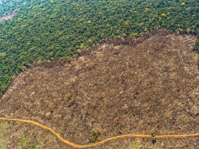 Pese a una disminución de la deforestación en 2023, este proceso repuntó en 2024 y su tendencia aumenta este año. Foto: cortesía Fundación para la Conservación y el Desarrollo Sostenible