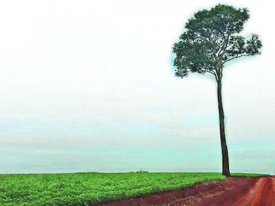 Cuenca de Itaipú perdió 237 mil ha., pese a la Ley de Deforestación Cero