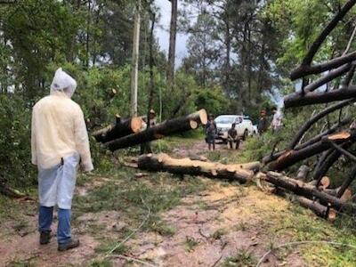 Defensa del territorio. Comunidades y trabajadores se organizan para defender el bosque de Michoacán