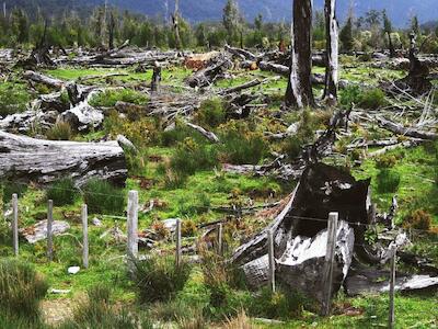 Deforestación, acaparamiento y ganadería en la Amazonía colombiana