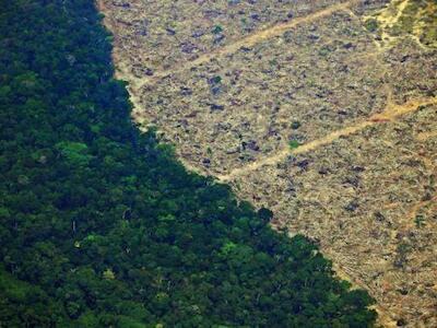 Deforestación: los 10 países que perdieron más bosque virgen en el mundo