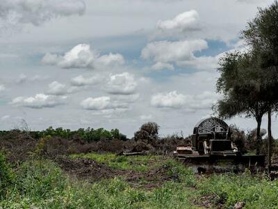 Deforestación: se perdieron 2,8 millones de hectáreas de bosques nativos en 12 años