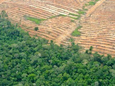 Denuncian a palmicultora ante la OCDE por deforestar la Amazonía