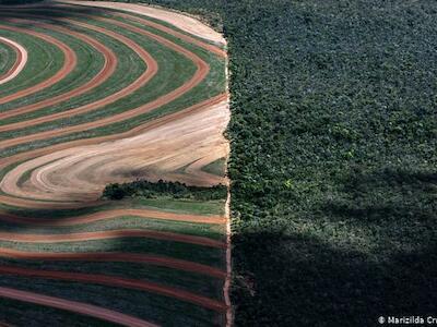 Desmatamento no Cerrado volta a crescer em 2020