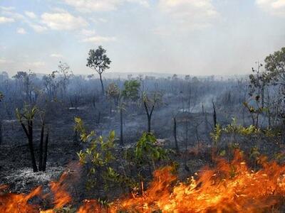 Destruição do Cerrado em 2019 foi mais rápida que na Amazônia e avançou sobre áreas protegidas