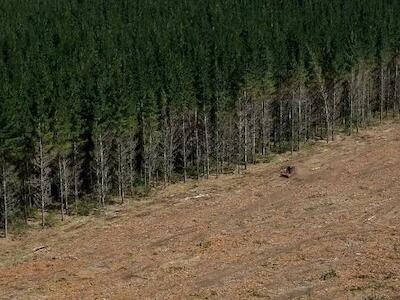 Día Mundial Contra Monocultivos de Árboles: En Chile sigue el blindaje a un modelo forestal catastrófico