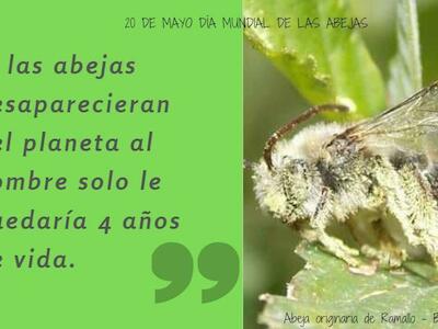 Día Mundial de las Abejas: "Sin abejas NO hay vida"