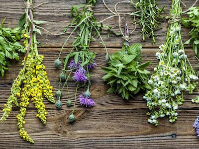 Día Nacional de las Plantas Medicinales: «son un patrimonio de los pueblos al servicio de la humanidad»