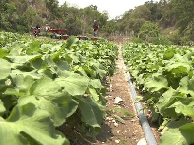 El abandono del agro por parte del gobierno, traerá crisis alimentaria