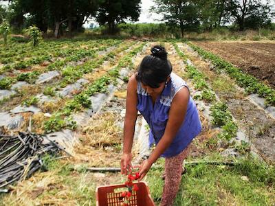 El agronegocio se disfraza de verde y habla de agroecología