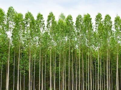 El ambicioso plan de expansión forestal que amenaza Chile: 1 millón más de hectáreas de pino y eucalipto