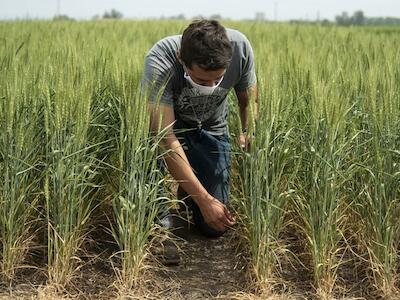 El anuncio del alfajor más tradicional de Argentina enciende la alarma sobre los peligros del trigo transgénico