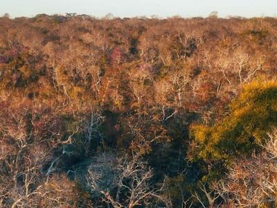 El gigante agrícola Cargill es vinculado a la deforestación en el bosque chiquitano de Bolivia | INFORME