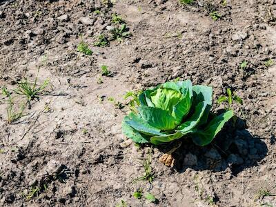 El impacto de los alimentos en el cambio climático