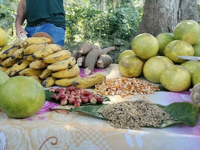 El Tratado sobre los Recursos Genéticos en encrucijada entre la biopiratería y los derechos de lxs agricultores