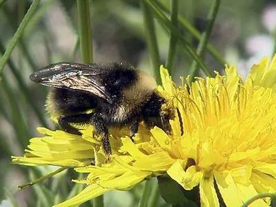 El último vuelo del abejorro: el 75% de especies europeas amenazadas de extinción