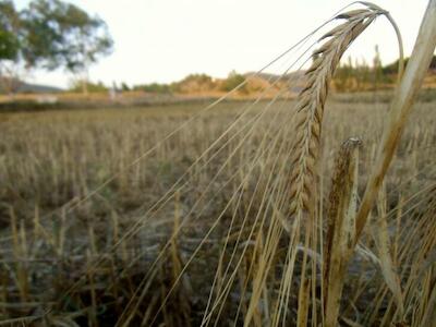 Campo de trigo en Pina de Montalgrao (Comunitat Valenciana).