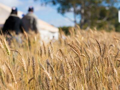 Eles não somem: ‘químicos eternos’ intoxicam alimentos na Europa e EUA