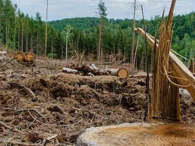 Em 2021, desmatamento na Amazônia ultrapassou 8 mil km²