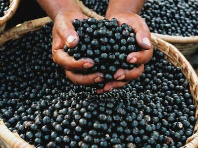 Empresa americana é acusada de acessar o patrimônio genético do açaí sem autorização do órgão competente