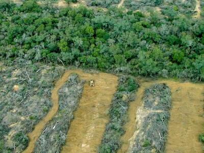 En 15 días desmontaron más de 800 hectáreas en Salta