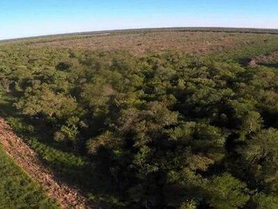 En 20 años se perdieron más de 344 mil hectáreas protegidas