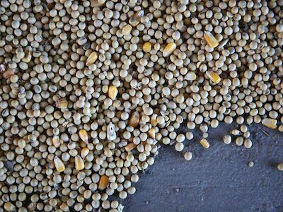 Imagen de archivo de granos de soja y maíz en el piso de un granero. REUTERS/Daniel Acker/Archivo