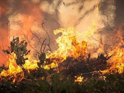 Enquanto Amazônia arde, governistas e ruralistas aprovam mais incentivos à devastação no Senado