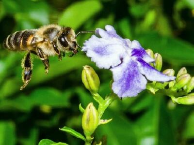 Entidades latino-americanas pedem à OEA ações de proteção às abelhas