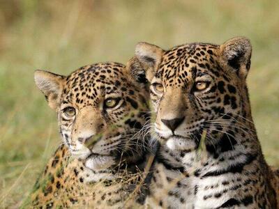 Celestún Petén y Nicté Ha, las dos jaguares que fueron reintroducidas a su hábitat en 2021. Foto: Andrea Reyes/Jaguares en la Selva.