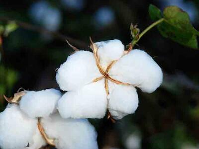 Estudio muestra que el algodón Bt de India es ineficiente para el control de plagas - Boletín #840 de la RALLT