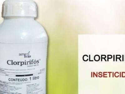 Europa advierte por los riesgos de un extendido insecticida que también se usa en Argentina