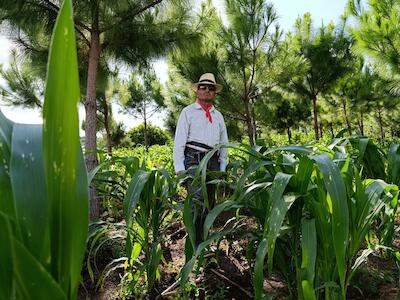 Créditos: El abuelo Tereso Simón mientras visita su cultivo de maíz. Foto de Joel Solano