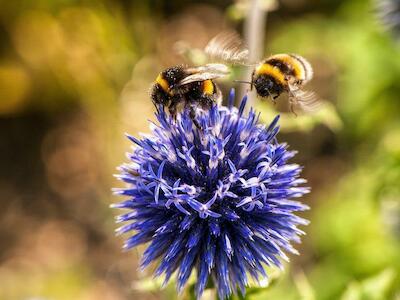 FAO alerta que desaparecimento da biodiversidade ameaça produção de alimentos