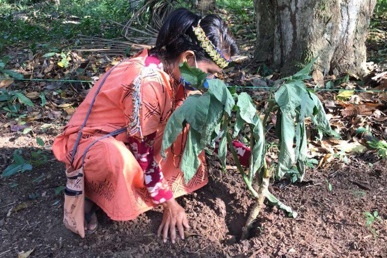 Farmacias del bosque: mujeres indígenas rescatan plantas de la Amazonía