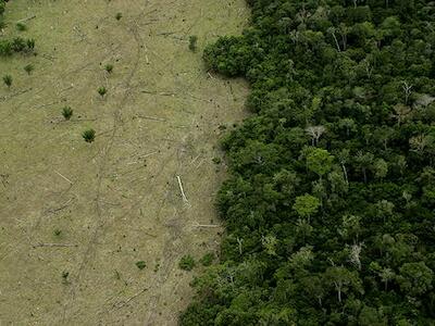 Fazendeiros jogam agrotóxico sobre Amazônia para acelerar desmatamento