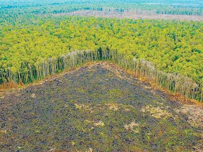 Fuego, cultivos ilícitos y acaparamiento: causas del alza del 43 % en deforestación