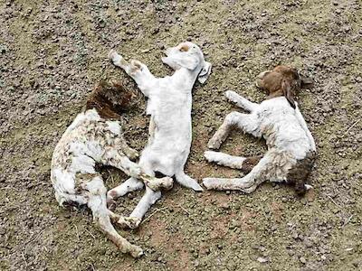 Cabras, gallinas y vacas caen muertas por los agrotóxicos - Foto: Familia Ledesma