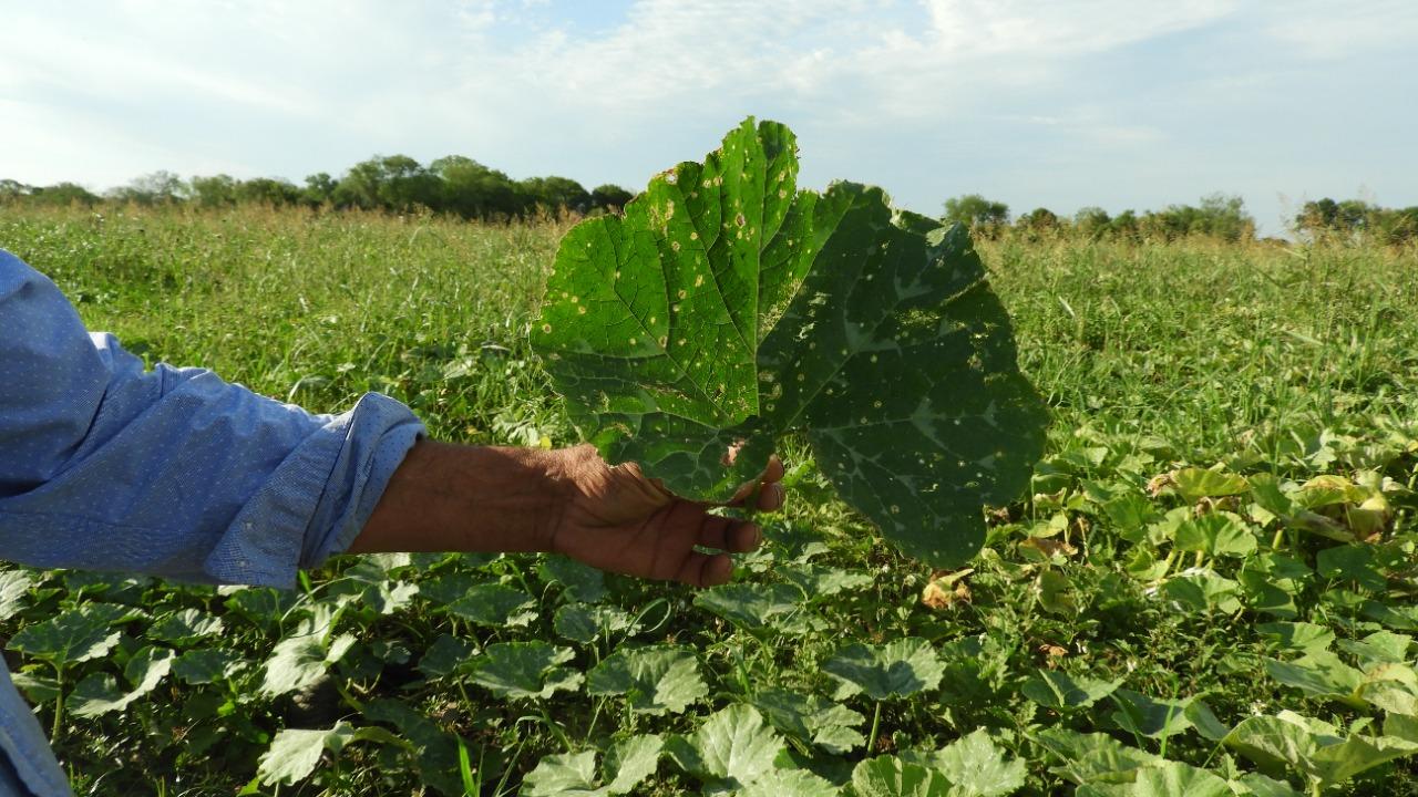 Fumigaciones ilegales en Chaco: “Si este conflicto hubiese ocurrido CABA la respuesta hubiera sido otra” | Biodiversidad en América Latina