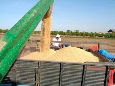Gobierno aprobó semilla de soya HB4