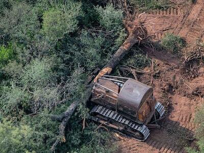 Greenpeace denuncia que se perdieron más hectáreas de bosque nativo en 2020 con pandemia que en 2019