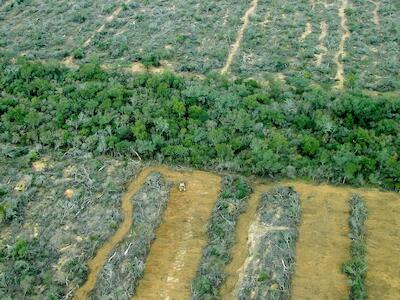 Greenpeace: “El gobernador de Salta mira para otro lado mientras siguen los desmontes”