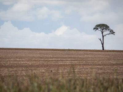 Grilagem no Cerrado baiano resvala na Cargill e em fundo de pensão dos EUA